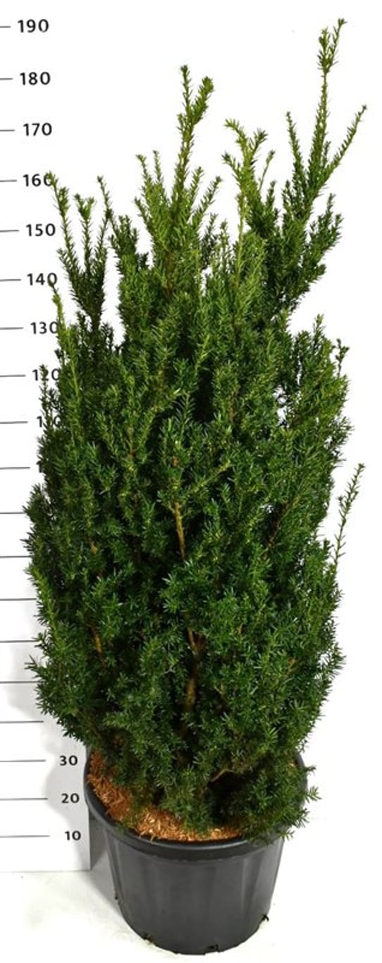 Hybrididegran – Taxus media 'Hillii' - C45 125-150 cm.